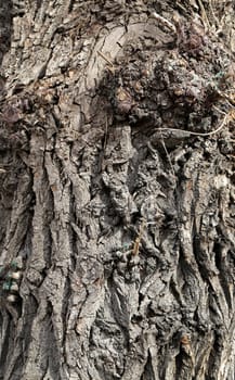 bark of the tree is photographed close up