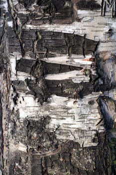 bark of the tree is photographed close up