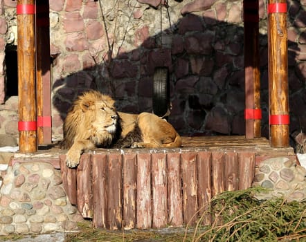 Big beautiful lion lies in his lair