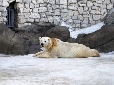 Polar Bear playing in the snow at the zoo