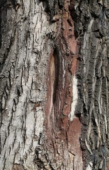 bark of the tree is photographed close up