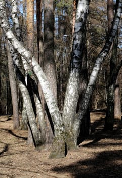 The bark of pine needles on the background photographed close up