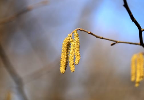 Beautiful earrings birch tree is photographed close up