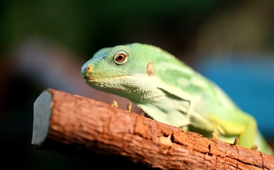 Beautiful green iguana a photographed close up