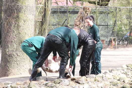 Young giraffe faells into the water in front of the press and the public and almost drowns,Hagenbeck Hamburg,16.04.2015