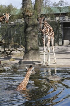 Young giraffe faells into the water in front of the press and the public and almost drowns,Hagenbeck Hamburg,16.04.2015