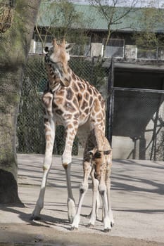 Young giraffe faells into the water in front of the press and the public and almost drowns,Hagenbeck Hamburg,16.04.2015