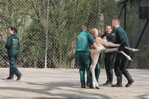 Young giraffe faells into the water in front of the press and the public and almost drowns,Hagenbeck Hamburg,16.04.2015