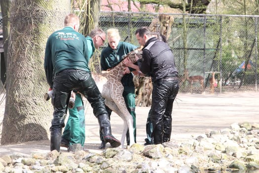 Young giraffe faells into the water in front of the press and the public and almost drowns,Hagenbeck Hamburg,16.04.2015