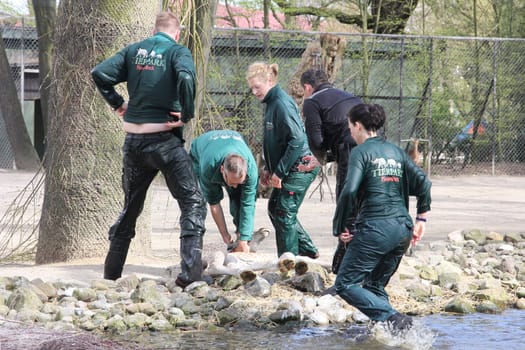 Young giraffe faells into the water in front of the press and the public and almost drowns,Hagenbeck Hamburg,16.04.2015