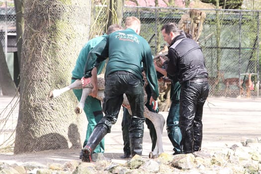Young giraffe faells into the water in front of the press and the public and almost drowns,Hagenbeck Hamburg,16.04.2015