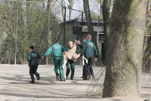 Young giraffe faells into the water in front of the press and the public and almost drowns,Hagenbeck Hamburg,16.04.2015
