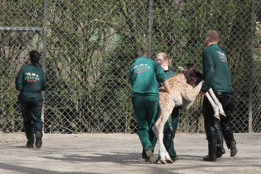 Young giraffe faells into the water in front of the press and the public and almost drowns,Hagenbeck Hamburg,16.04.2015