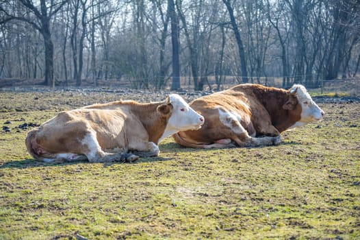 Two cows lying in the sun, in the meadow