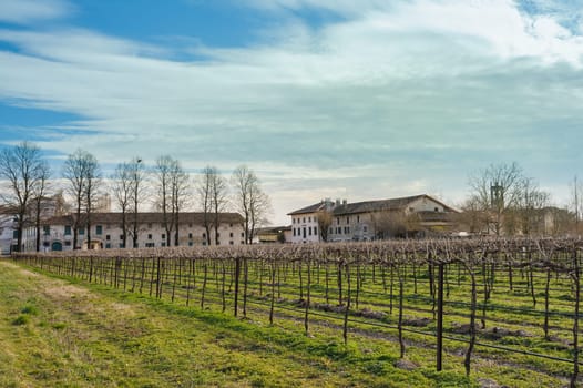 Agricultural Landscape with vineyard and farm house in the background