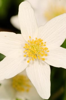 bushwindroeschen