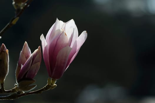 Magnolia