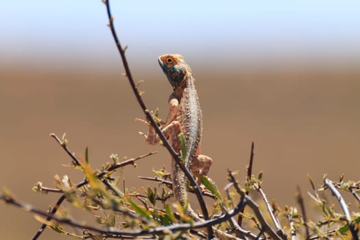 Agama aculeata from Kgalagadi Transfrontier Park, South Africa