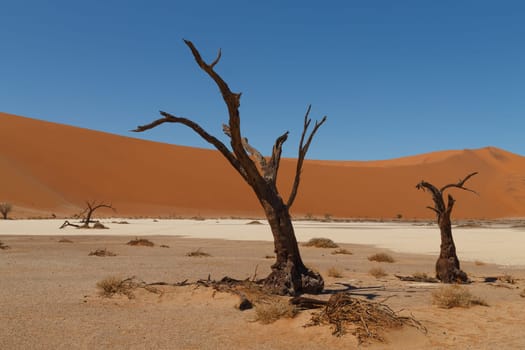 Death tree with red dunes from Hidden Vlei, Sossusvlei Namibia