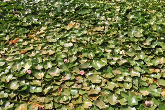 A background of waterlilies with some flowers