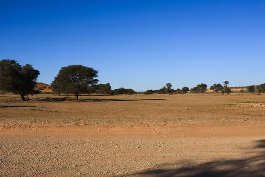 Panorama from Kgalagadi National Park, South Africa