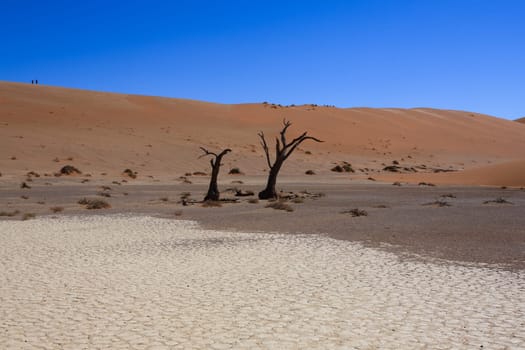 Death tree with red dunes from Hidden Vlei, Sossusvlei Namibia
