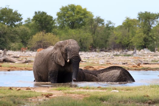 Couple of elephants playing from Etosha National Park, Namibia