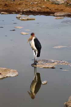 A big bird from Namutoni waterhole, Namibia