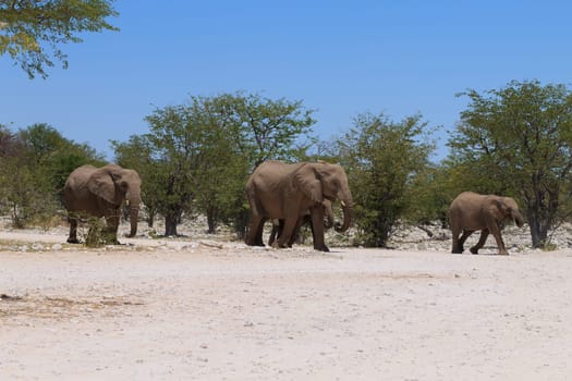Herd of elephants from Etosha National Park, Namibia