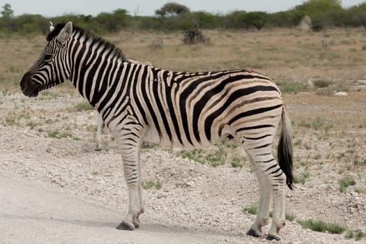 Zebra close up from Etosha National Park, Namibia