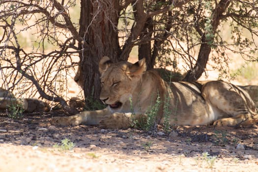 Lions sleeping under trees at Kgalagadi Transfontier Park, South Africa