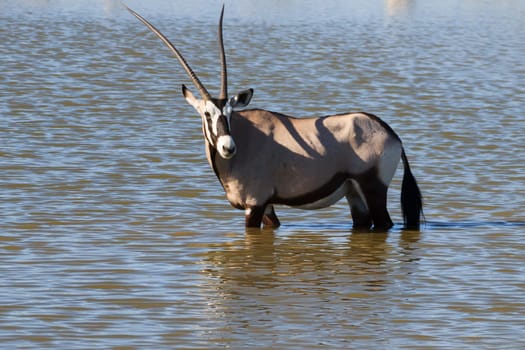 Orix inside Okaukuejo waterhole from Etosha National Park, Namibia