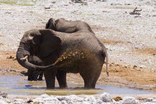 Elephant play with water from Etosha National Park, Namibia