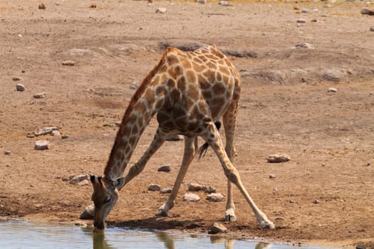 Giraffe drink from waterhole at Etosha National Park, Namibia