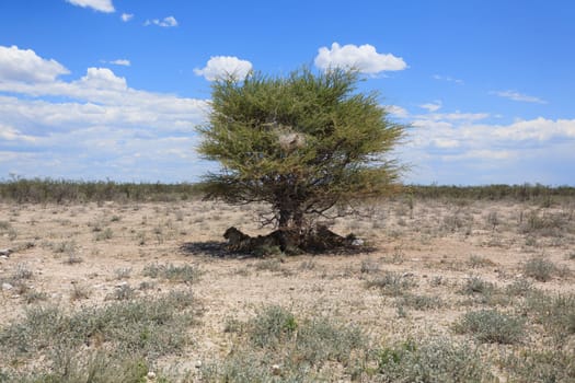 Panorama from Etosha National Park, Namibia