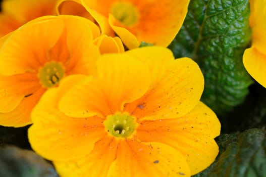 Primroses