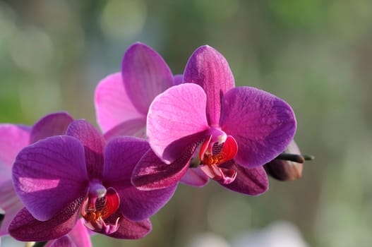 orchids