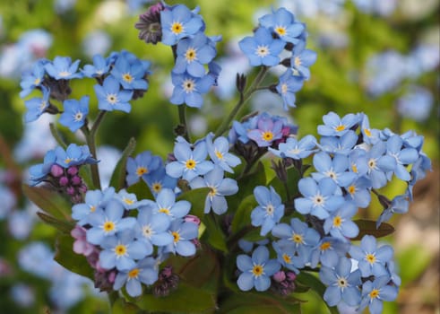Forget-me-not