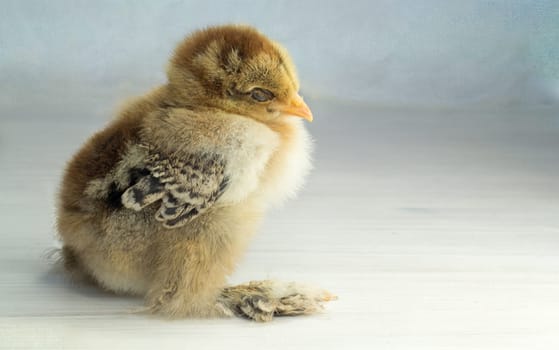 Brahma chick partridge color blue banded