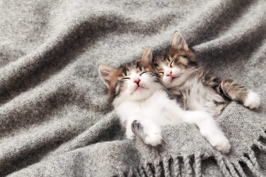 Two little adorable tricolor kittens sleep with eyes closed and lying covered with a gray fluffy blanket. Photo of relaxed sleeping cats that lie upside down. Concept of healthy and happy pet animal