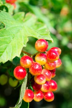 fruits of viburnum, viburnum in the garden, wallpaper with viburnum closeup
