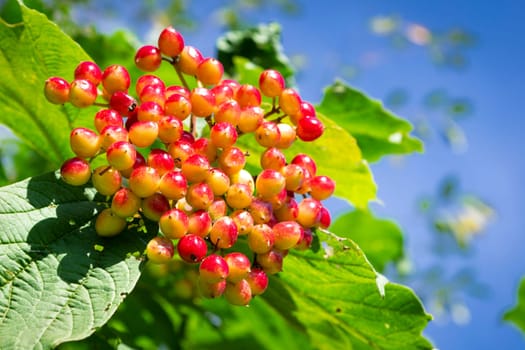 Viburnum berries and leaves of viburnum in summer. Berries of Viburnum opulus on a bush in the sunny garden on blue sunny sky
