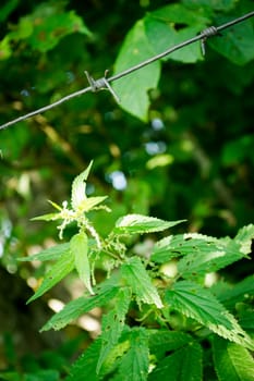 Barbed wire and nettles, conceptual image, danger, green nettle leaves and old barbed wire. Vertical image close up