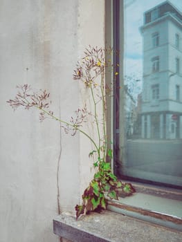 Nature in the city: plat growing on windowsill of a house