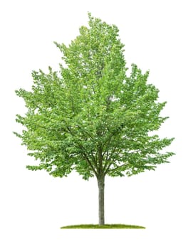 Isolated lime tree on a white background