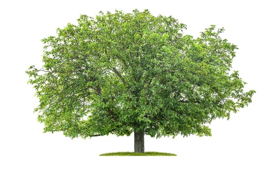 Isolated chestnut tree on a white background
