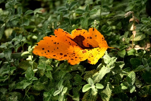 autumnal colored  leaf on catnip herbs