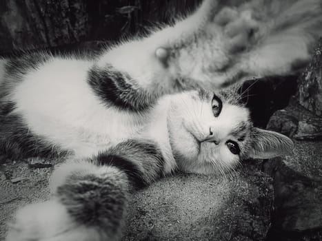 Funny little tomcat playing with camera, close up black and white portrait. Adorable striped kitty with outstretched paws laying down outdoors