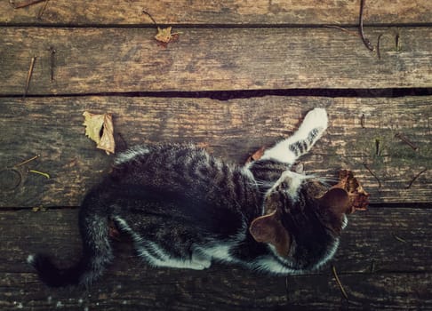 Top-down view of a cat lying on a rustic wooden table surrounded by fallen dry leaves. Autumn season background with kitten on old wood board with copy space for advertising