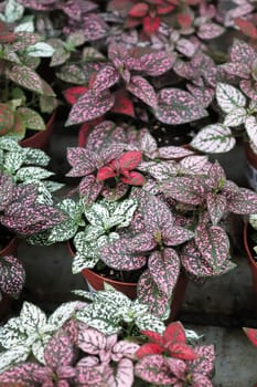 Various colored leaves in polka dot plants.